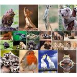 “animali Divertenti Iv”: Set Di 20 Cartoline Con A