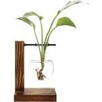 Vasi bonsai trasparenti di legno 20 cm 
