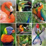 EDITION COLIBRI - 40 cartoline con animali "uccell