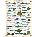 empireposter – 'Empire – Sea Fish – dimensioni (cm), ca. 61 X 91,5 – Poster, nuovo – Testo in inglese.