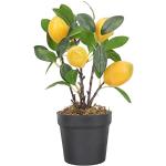 Alberi giallo limone da frutto 