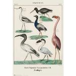 Poster a tema uccelli di animali 