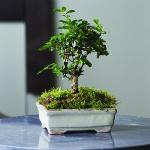 Vasi bonsai in ceramica 22 cm 