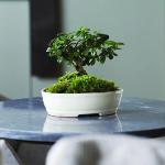 Vasi bonsai bianchi in ceramica 30 cm 