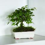 Vasi bonsai bianchi in ceramica 9 cm 