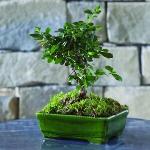 Vasi bonsai verdi in ceramica 22 cm 
