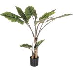 Pianta Dieffenbachia con vaso 10 foglie h134, multicolore
