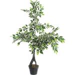 Pianta Ficus variegato con vaso x760 foglie h120, multicolore