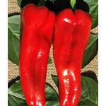 Portal Cool Semi di peperoncino rosso Marconi peperone dolce Seeds 200 semi sfusi