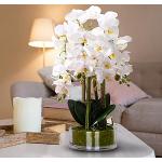 Vasi scontati bianchi in tessuto per orchidee diametro 57 cm 57 cm 
