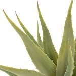 vidaXL Yucca Artificiale con Vaso Verde 60 cm